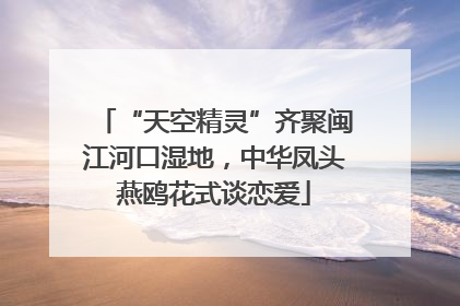 “天空精灵”齐聚闽江河口湿地，中华凤头燕鸥花式谈恋爱