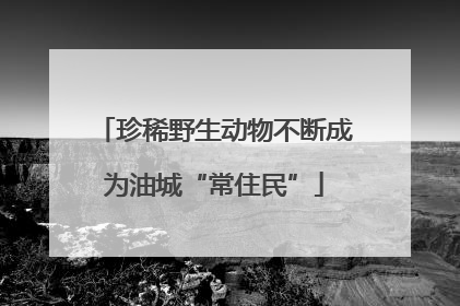 珍稀野生动物不断成为油城“常住民”