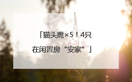 猫头鹰×5！4只在闲置房“安家”