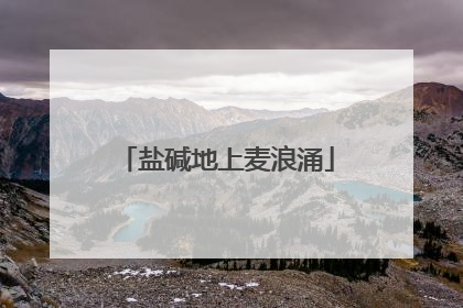 盐碱地上麦浪涌
