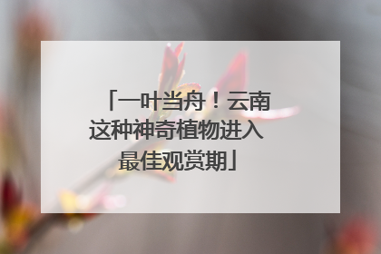 一叶当舟！云南这种神奇植物进入最佳观赏期