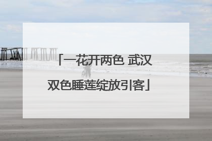 一花开两色 武汉双色睡莲绽放引客