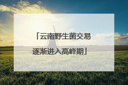 云南野生菌交易逐渐进入高峰期