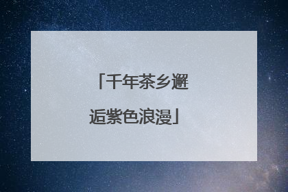 千年茶乡邂逅紫色浪漫