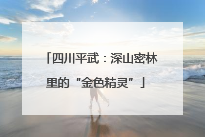 四川平武：深山密林里的“金色精灵”