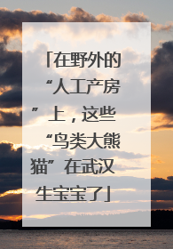 在野外的“人工产房”上，这些“鸟类大熊猫”在武汉生宝宝了