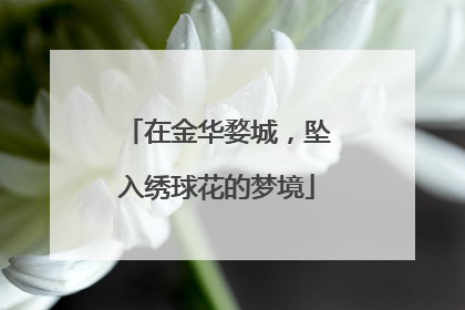 在金华婺城，坠入绣球花的梦境
