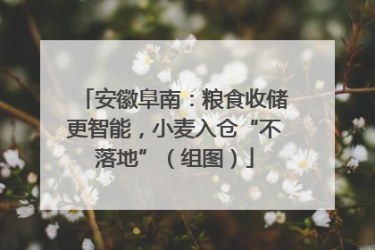 安徽阜南：粮食收储更智能，小麦入仓“不落地”（组图）