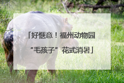 好惬意！福州动物园“毛孩子”花式消暑