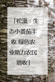 松滋：生态小番茄丰收 绿色农业助力农民增收