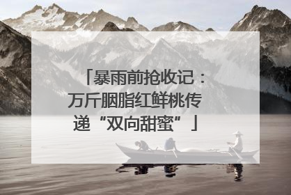 暴雨前抢收记：万斤胭脂红鲜桃传递“双向甜蜜”