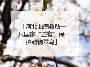河北曲周救助一只国家“三有”保护动物翠鸟