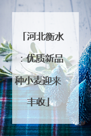 河北衡水：优质新品种小麦迎来丰收
