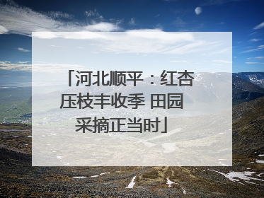 河北顺平：红杏压枝丰收季 田园采摘正当时