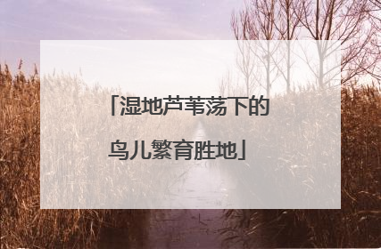湿地芦苇荡下的鸟儿繁育胜地