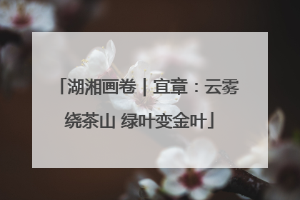 湖湘画卷｜宜章：云雾绕茶山 绿叶变金叶