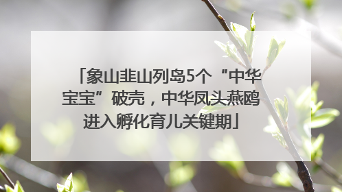 象山韭山列岛5个“中华宝宝”破壳，中华凤头燕鸥进入孵化育儿关键期