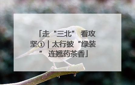 走“三北” 看攻坚①｜太行披“绿装” 连翘药茶香