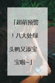 超萌预警！八大处绿头鸭又添宝宝啦~