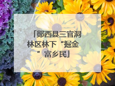 郧西县三官洞林区林下“掘金”富乡民