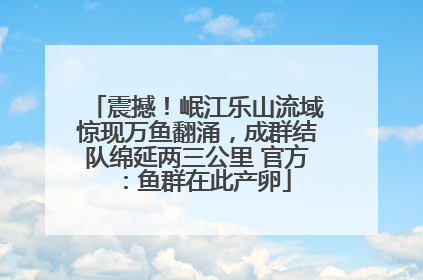 震撼！岷江乐山流域惊现万鱼翻涌，成群结队绵延两三公里 官方：鱼群在此产卵