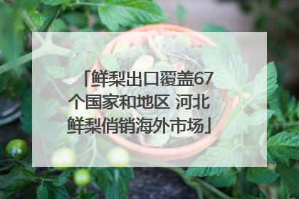 鲜梨出口覆盖67个国家和地区 河北鲜梨俏销海外市场