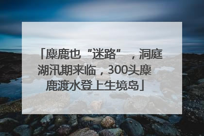 麋鹿也“迷路”，洞庭湖汛期来临，300头麋鹿渡水登上生境岛