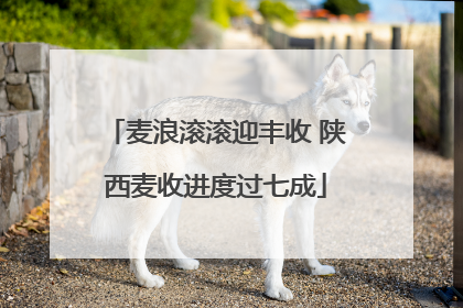 麦浪滚滚迎丰收 陕西麦收进度过七成