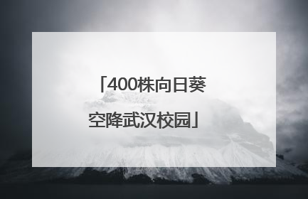 400株向日葵空降武汉校园