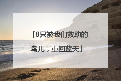 8只被我们救助的鸟儿，重回蓝天